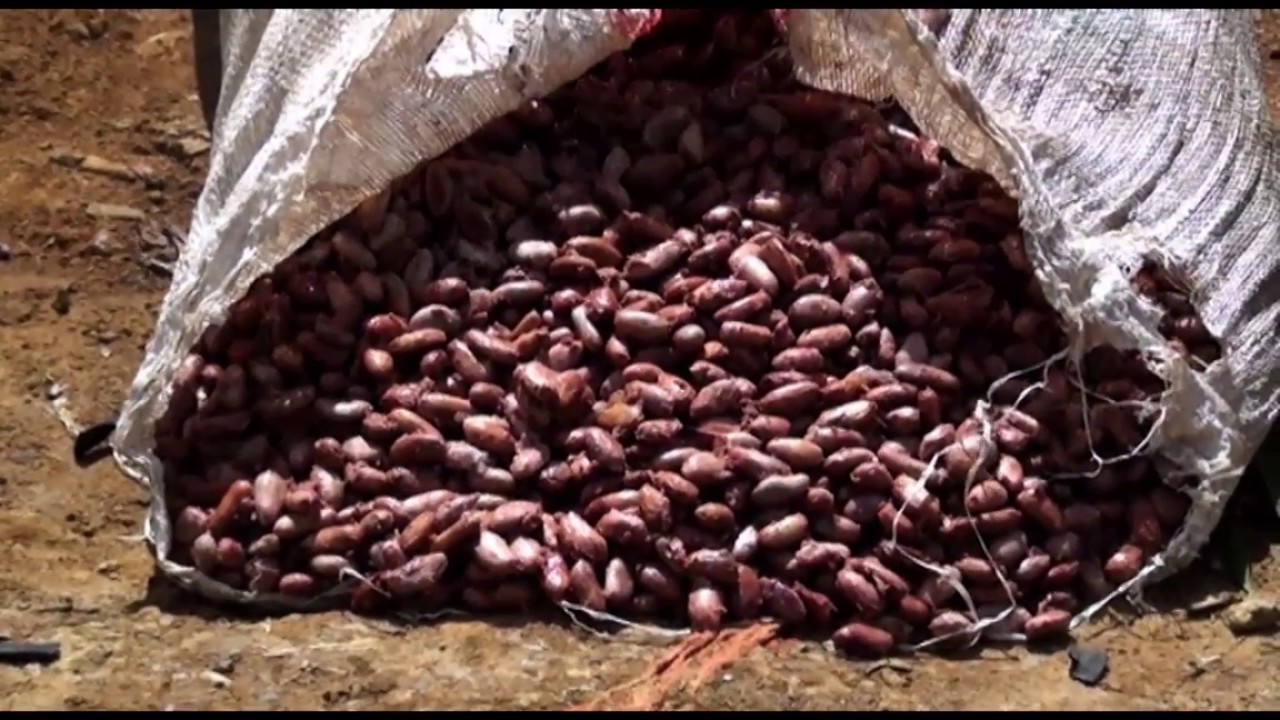 Historic: Ghana Imports Cocoa Beans